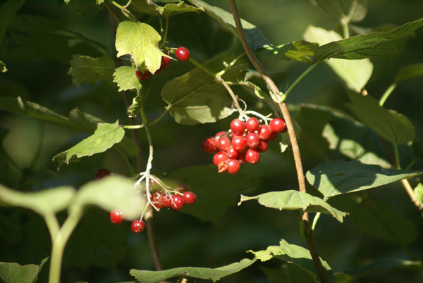 Viburnum opulus