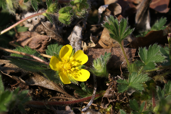 conferma per Potentilla