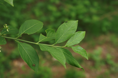 nei boschi di pianura - Euonimus europaeus