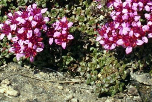 Saxifraga cfr. retusa e Saxifraga oppositifolia