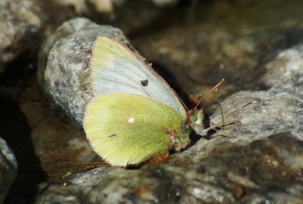 Colias