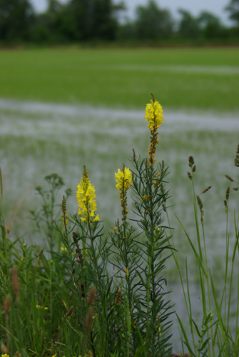 Linaria vulgaris
