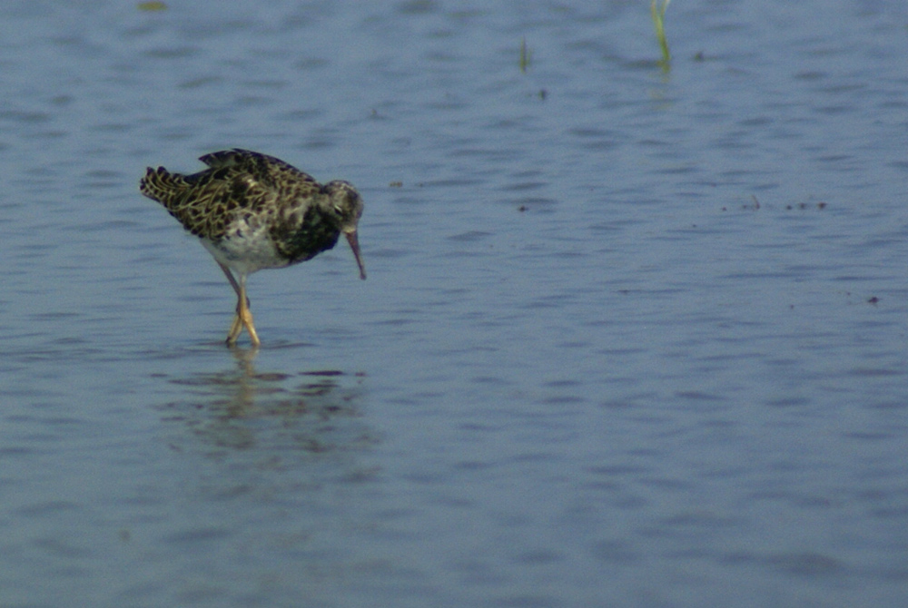 allora � questo il combattente?