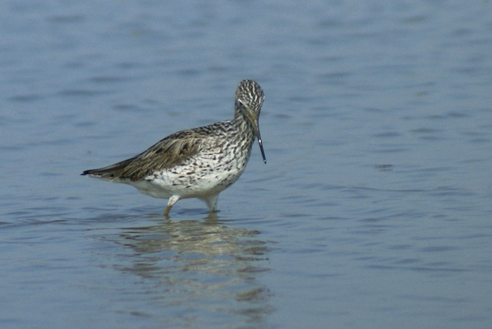 conferma per combattente