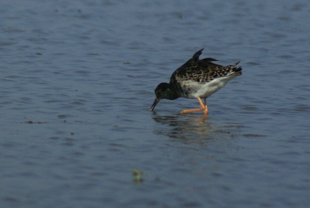 allora � questo il combattente?