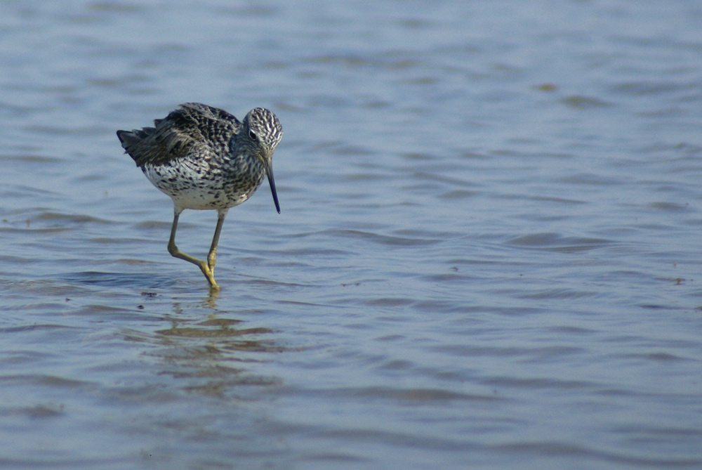 conferma per combattente