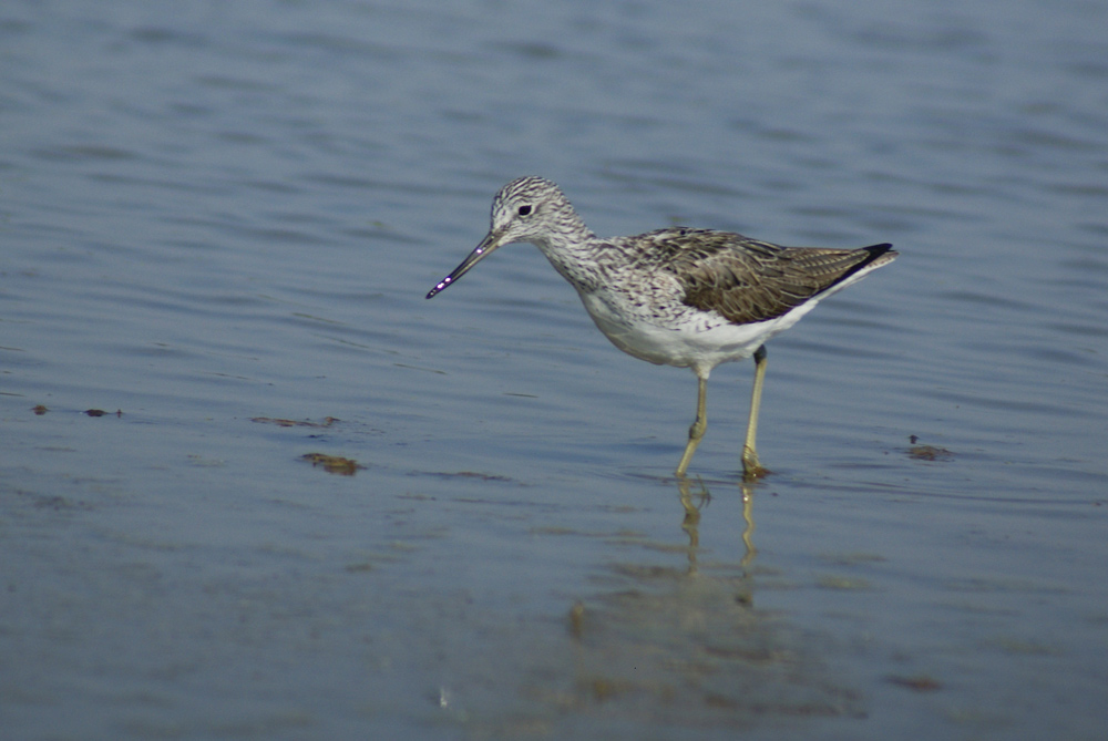 conferma per combattente