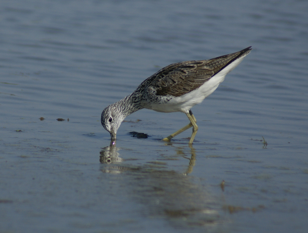 conferma per combattente
