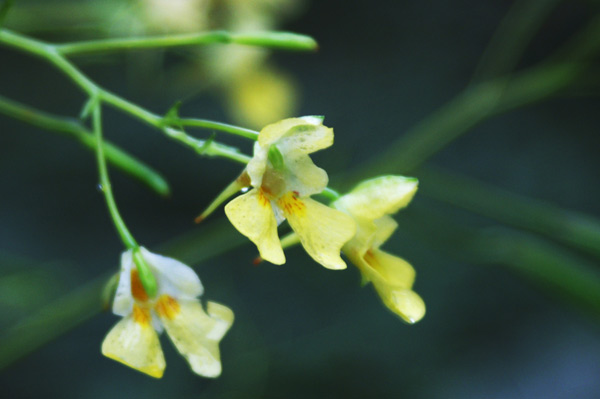 Impatiens noli-tangere