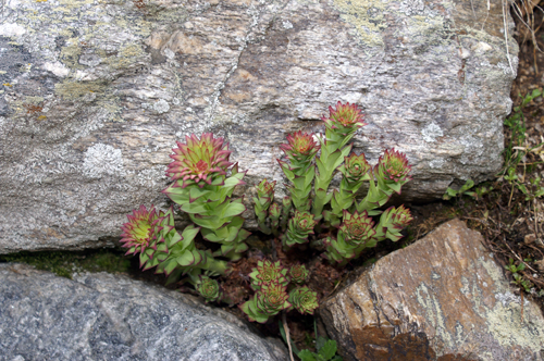 Valtournenche 3