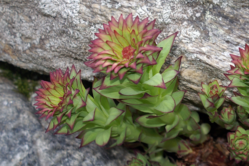Valtournenche 3