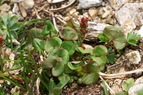Oxyria digyna / Acetosa soldanella