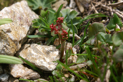 Oxyria digyna / Acetosa soldanella