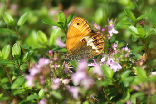 Coenonympha arcania