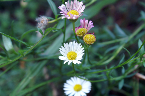 Erigeron karvinskianus