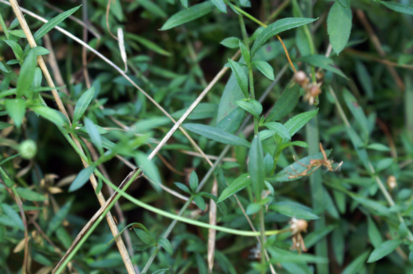 Erigeron karvinskianus