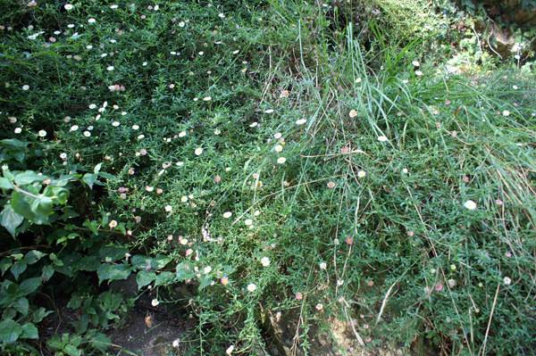 Erigeron karvinskianus