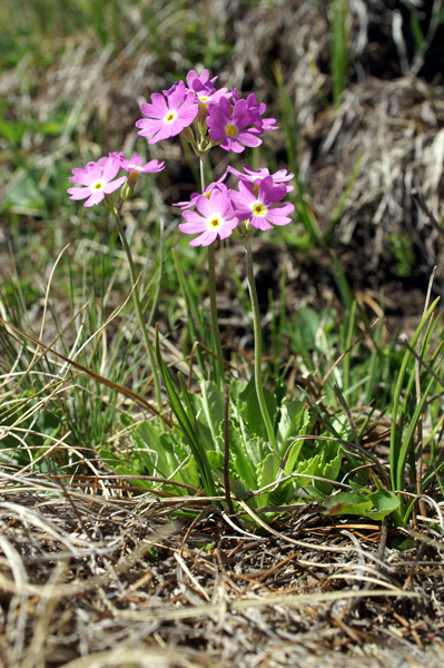 Primula farinosa