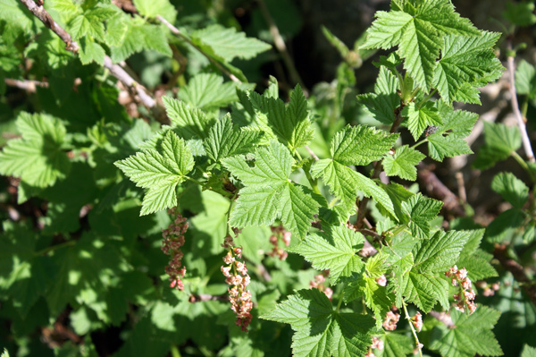 val di Gressoney - Ribes petraeum