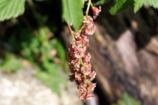 val di Gressoney - Ribes petraeum