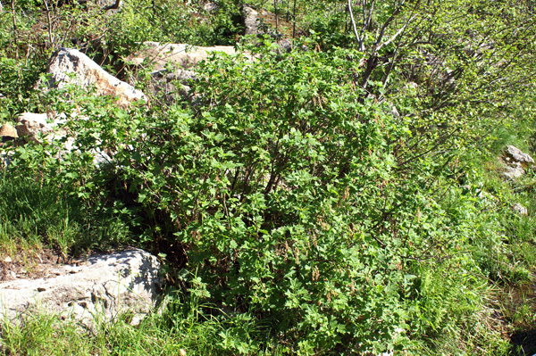 val di Gressoney - Ribes petraeum