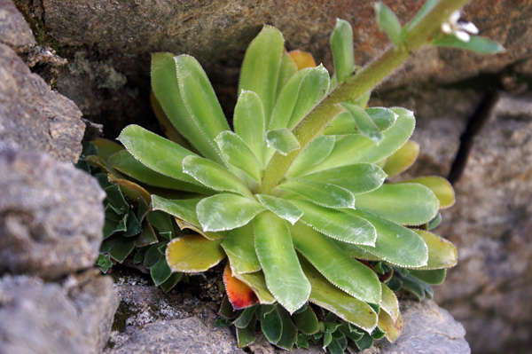 val di Gressoney - Saxifraga cotyledon