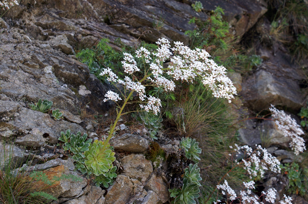 val di Gressoney - Saxifraga cotyledon