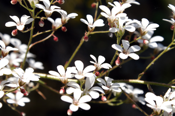 val di Gressoney - Saxifraga cotyledon