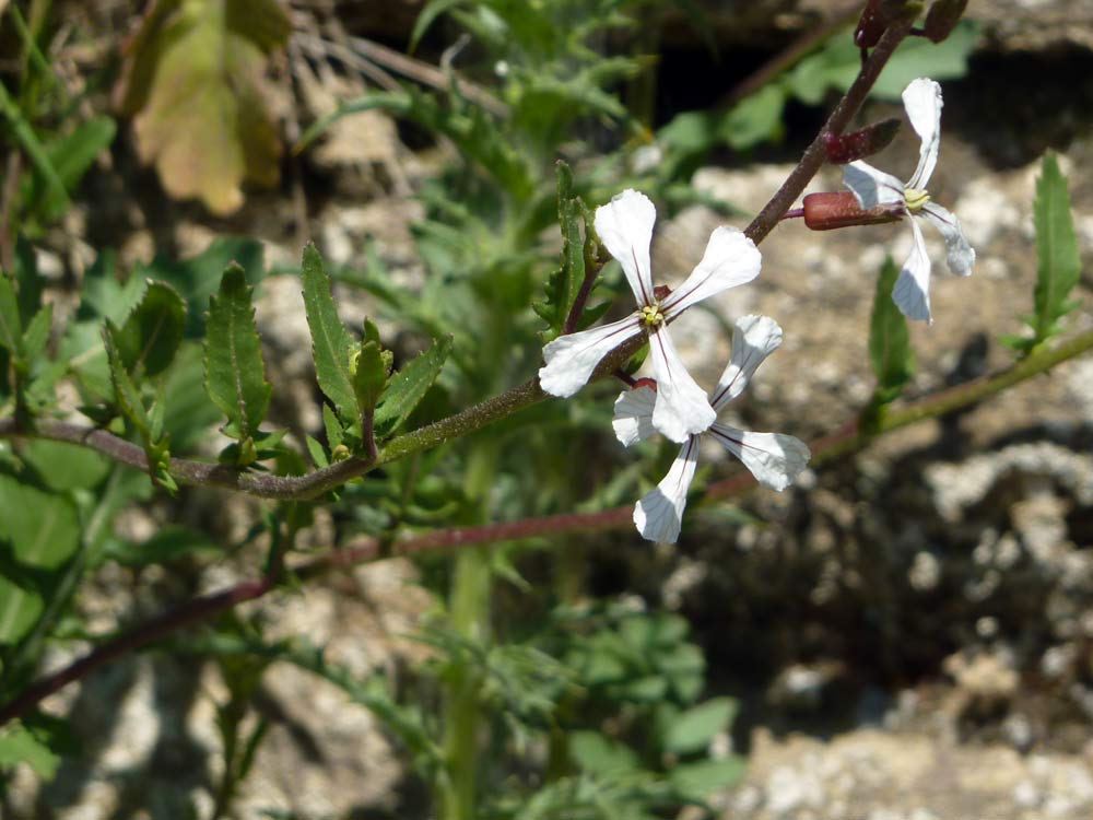 Eruca vesicaria