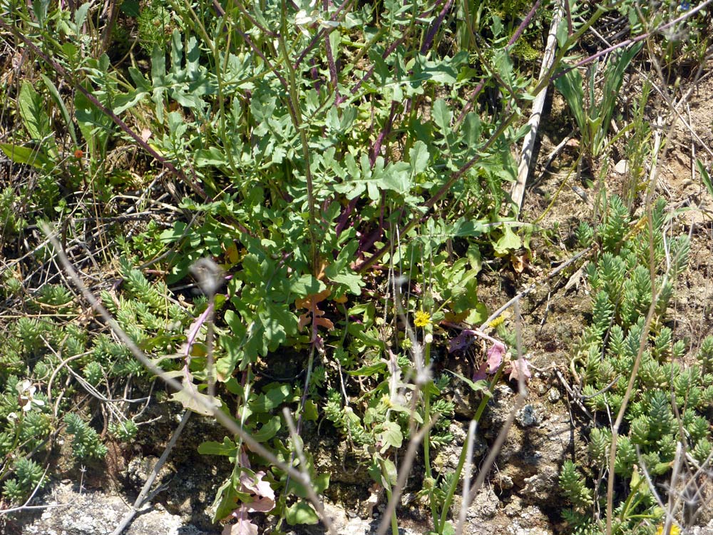 Eruca vesicaria