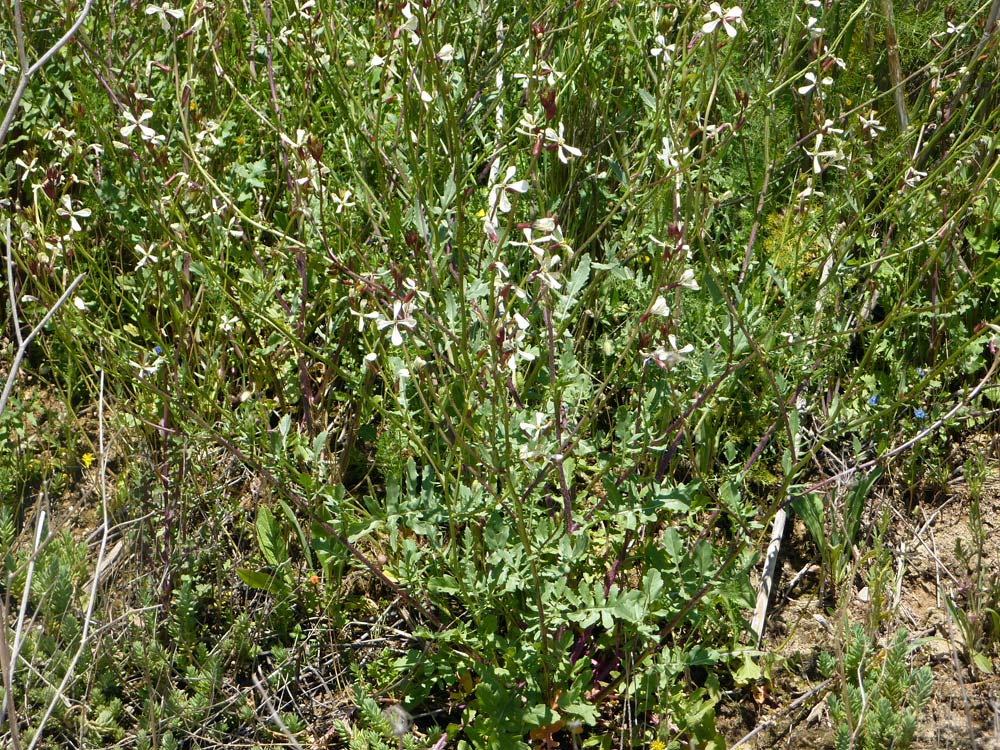 Eruca vesicaria
