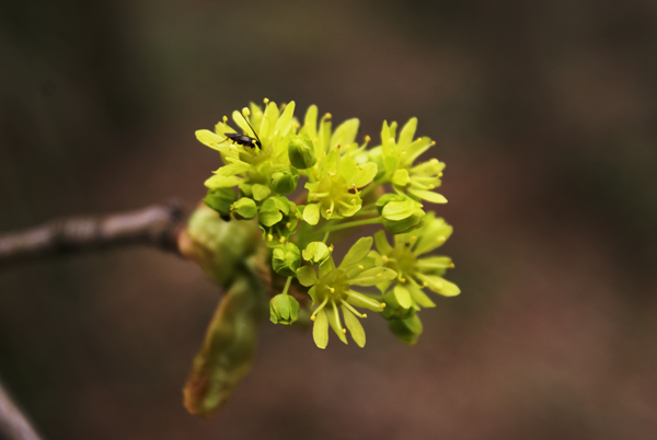 Acer platanoides / Acero riccio