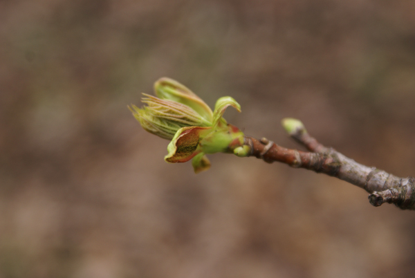Acer platanoides / Acero riccio