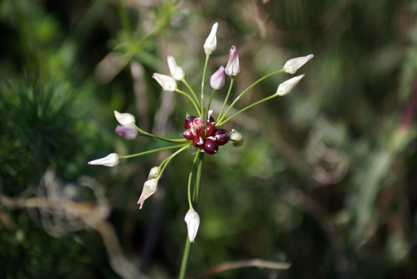 entroterra ligure - Allium roseum