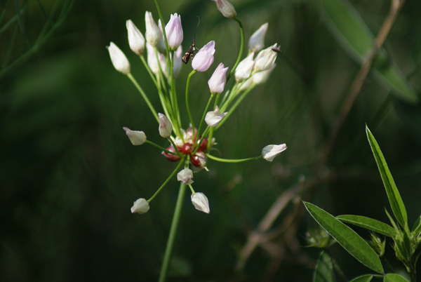 entroterra ligure - Allium roseum