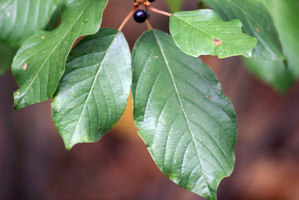 Frangula alnus