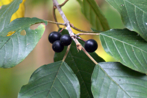 Frangula alnus