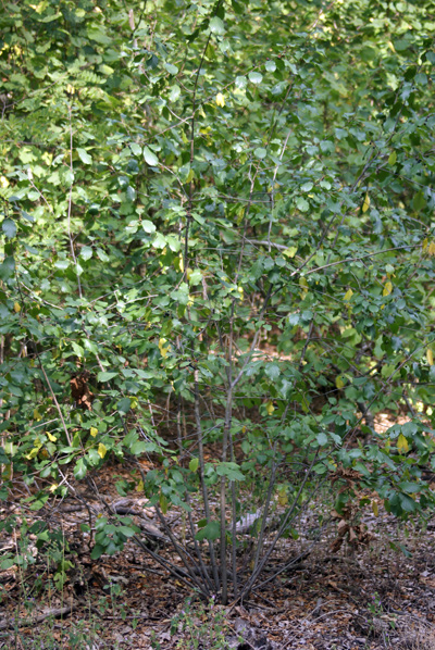 Frangula alnus