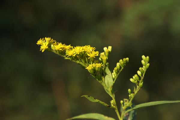 Solidago gigantea