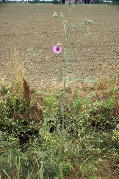 nella campagna del lodigiano - Althaea cannabina