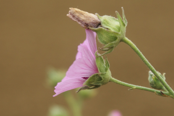 nella campagna del lodigiano - Althaea cannabina