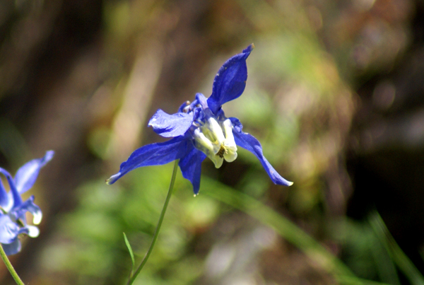 Aquilegia alpina