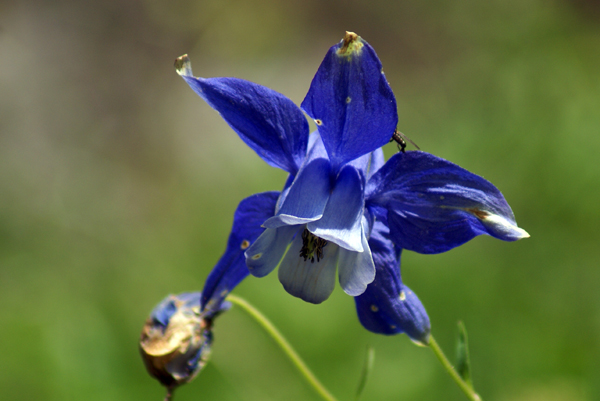Aquilegia alpina