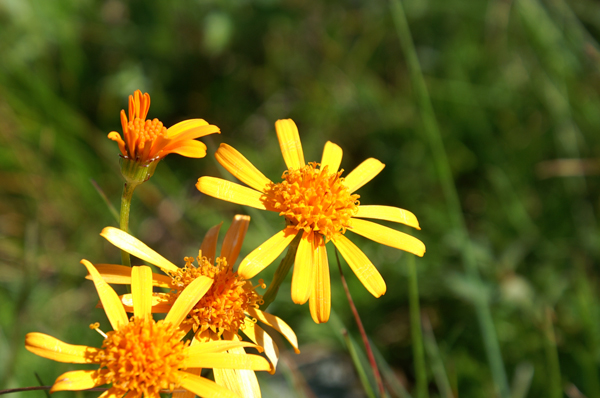 Crepis? no, Senecio abrotanifolius