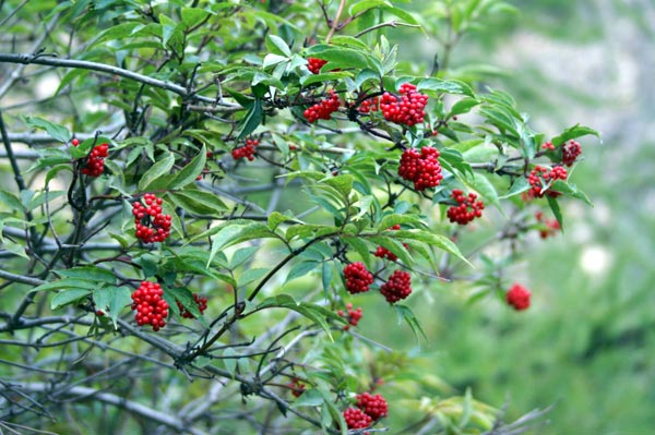 Sambucus racemosa