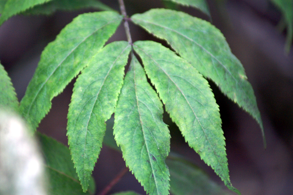 Sambucus racemosa
