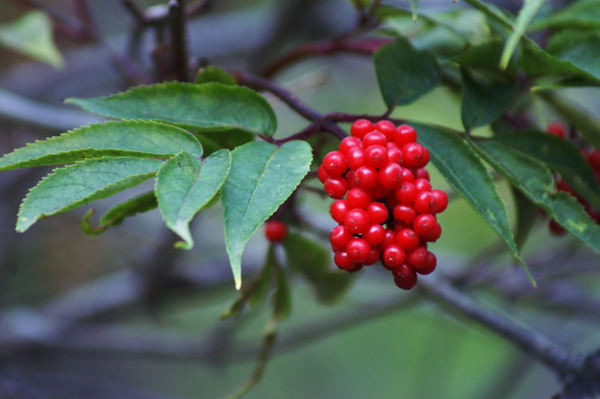 Sambucus racemosa