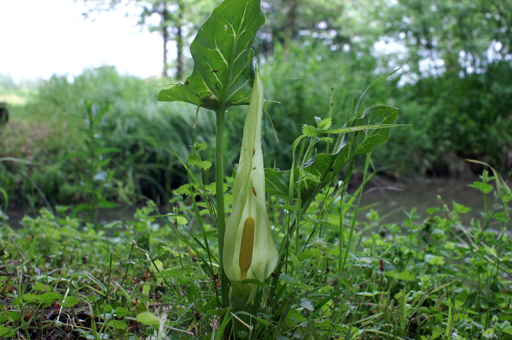 Arum italicum