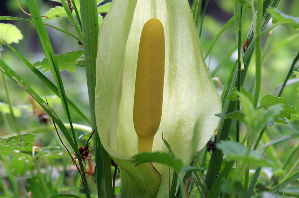 Arum italicum