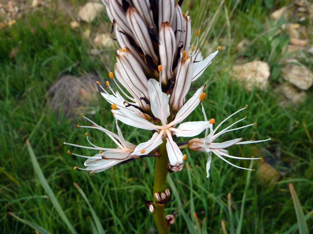 Asphodelus